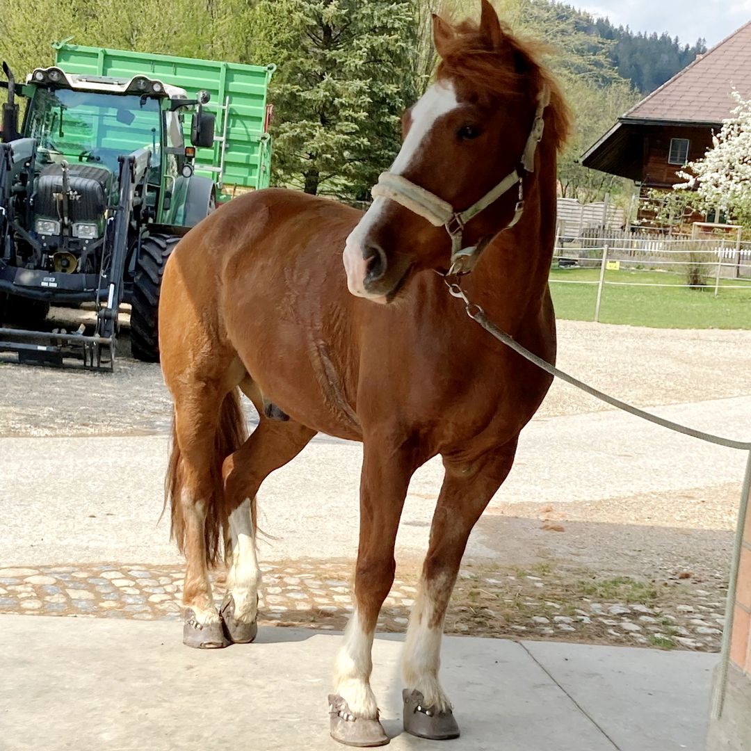 Pferd Henry mit Swiss Horse Boots